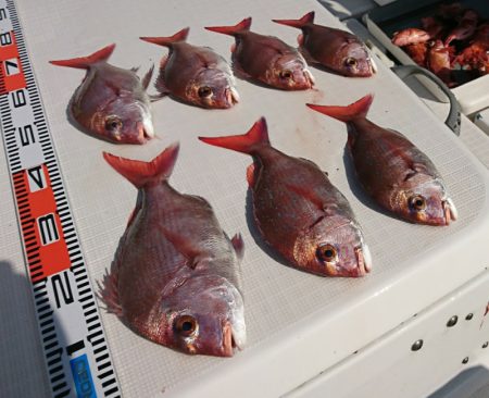 遊漁船 家入 釣果