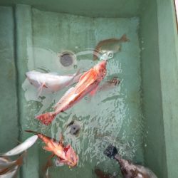 海季丸(みきまる) 釣果