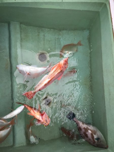 海季丸(みきまる) 釣果