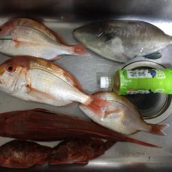 海季丸(みきまる) 釣果