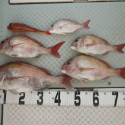 オーシャンスター(Ocean Star) 釣果