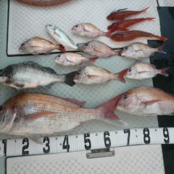 オーシャンスター(Ocean Star) 釣果