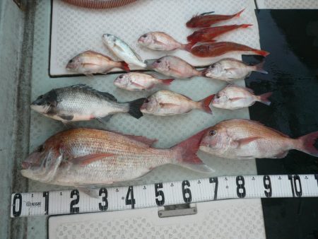 オーシャンスター(Ocean Star) …