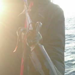 シースナイパー海龍 釣果