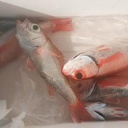ぽん助丸 釣果