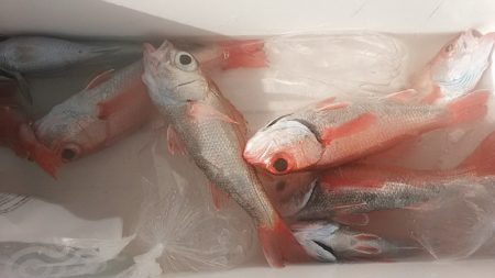 ぽん助丸 釣果