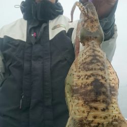シースナイパー海龍 釣果