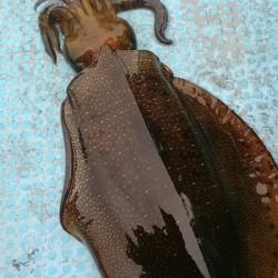 シースナイパー海龍 釣果