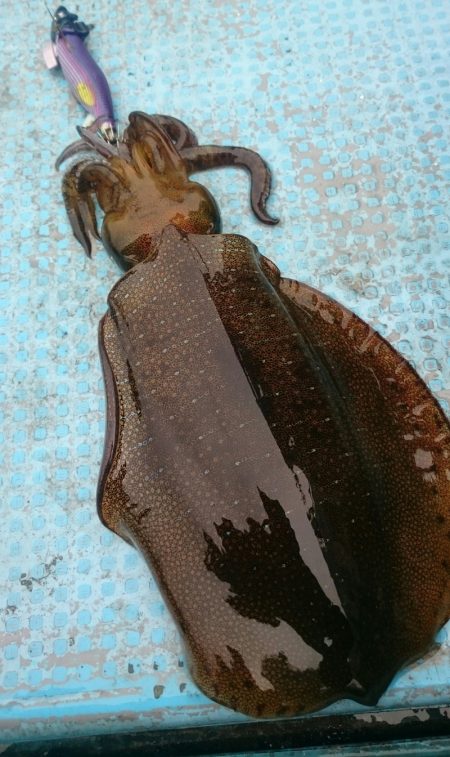 シースナイパー海龍 釣果