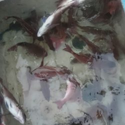 シースナイパー海龍 釣果