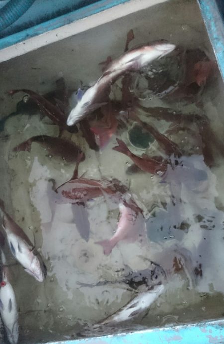 シースナイパー海龍 釣果