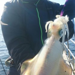 シースナイパー海龍 釣果