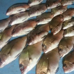 シースナイパー海龍 釣果