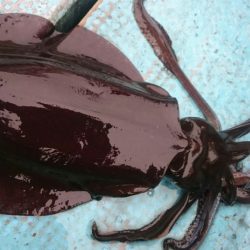 シースナイパー海龍 釣果