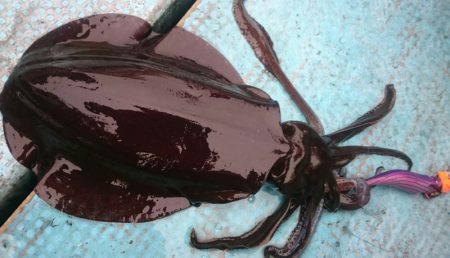 シースナイパー海龍 釣果