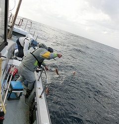 第二清洋丸 釣果