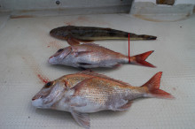 KIM Fishing Guide Service 釣果