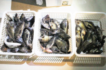 KIM Fishing Guide Ser…