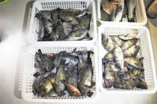 KIM Fishing Guide Ser…