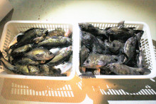 KIM Fishing Guide Ser…