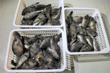 KIM Fishing Guide Ser…