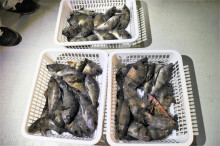 KIM Fishing Guide Ser…