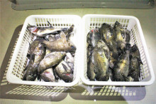 KIM Fishing Guide Service 釣果