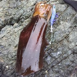 エギング 福井　春イカの時期 2017アオリイカ 春の投稿まとめ！