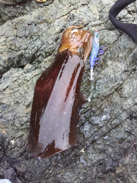 エギング 福井　春イカの時期 2017アオリイカ 春の投稿まとめ！