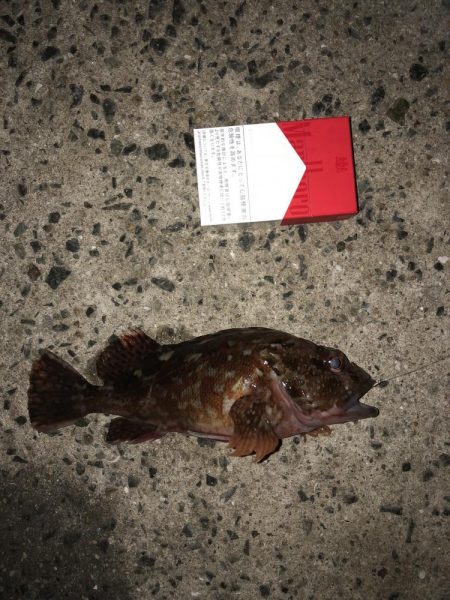 小雨の中イソメでぶっ込み釣り