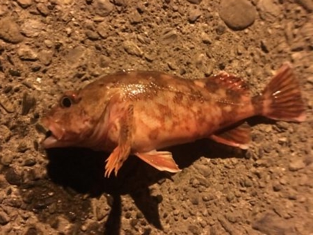 漁港メバリング