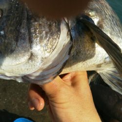 ようやくの一匹