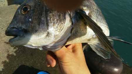 ようやくの一匹