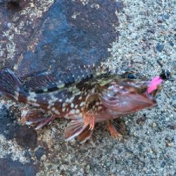 イカはいなかったが…