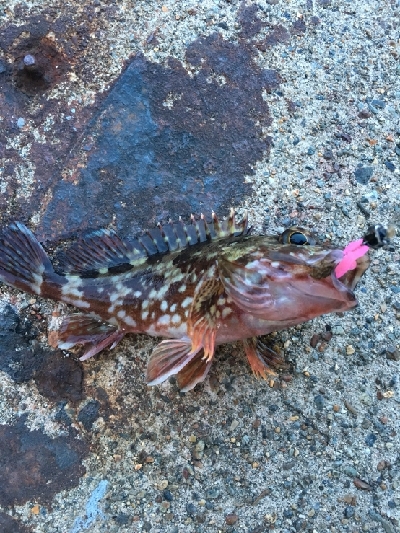 イカはいなかったが…