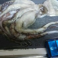 サビキにまさかの