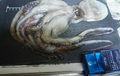 サビキにまさかの