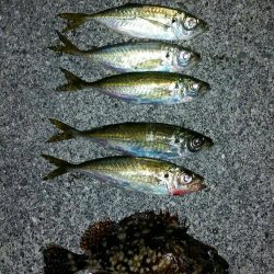 和歌山での2月アジング （冬）オススメ記事　カンパリ2017