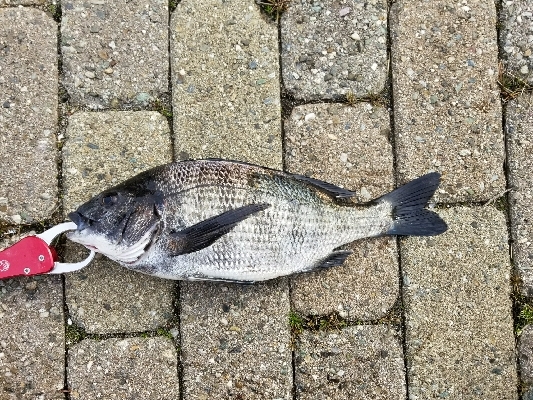 万能メタルマル