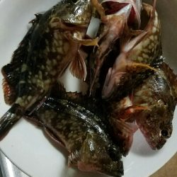 ガシラ釣り ~寒風高波、心が折れそう~