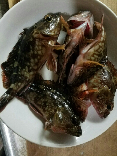 ガシラ釣り ~寒風高波、心が折れそう~