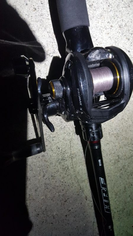 いつでも遊んでくれる魚