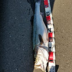 シーバスフィッシング