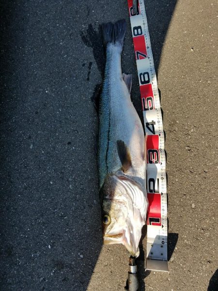 シーバスフィッシング