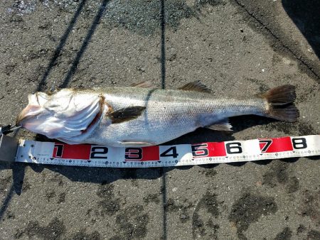 カマス～のスズキ