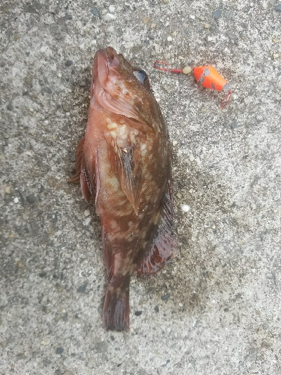 ガシラ釣り　～アタリ少ない～