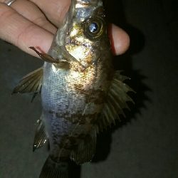 メバル入れ食い