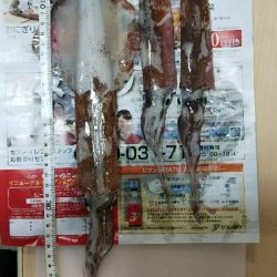 呼子のイカ