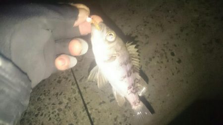 干潮❗だけど❗