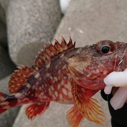 ロックフィッシュ釣行番外編